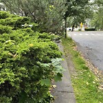 Sidewalk Obstruction at 5 Grassmere Rd, Chestnut Hill