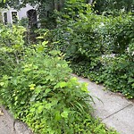 Sidewalk Obstruction at 165 Fuller St