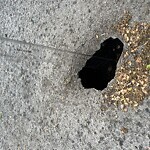Pothole at 157 Middlesex Rd, Chestnut Hill