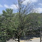 Public Trees at 186 Winchester St