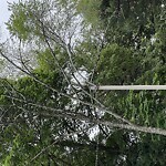 Public Trees at 469 Walnut St, Brookline 02445