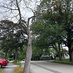 Public Trees at 51 Woodcliff Rd, Chestnut Hill