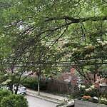 Public Trees at 22 Atherton Rd