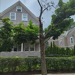 Public Trees at 36 Kilsyth Rd
