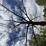 Public Trees at Williams St & Winchester St