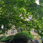 Public Trees at 118 130 Babcock St