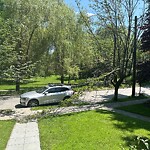 Public Trees at 7 Griggs Terr