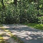 Public Trees at 99 Pond Ave