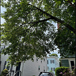 Public Trees at 47 Bowker St