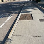 Public Trees at 137 Harvard St