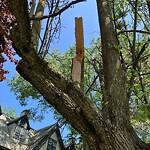 Public Trees at 42.34 N 71.13 W