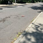Dead Animals at 150 Pleasant St
