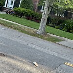 Dead Animals at 255 Fisher Ave