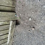 Rodent Issues at 17 Kent St