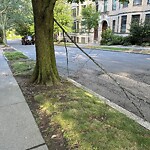 Public Trees at 23 Browne St