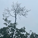 Public Trees at 19 Abbottsford Rd