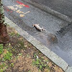 Dead Animals at 42.34 N 71.12 W