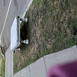 Trash/Recycling at 175 Babcock St