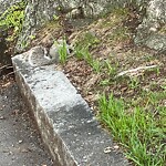Dead Animals at 8 Hamilton Rd