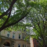 Public Trees at 23 Warwick Rd