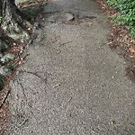 Sidewalk Repair at 15 Penniman Rd