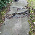 Sidewalk Repair at 9 Wolcott Rd, Chestnut Hill