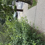 Sidewalk Obstruction at High St