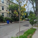 Public Trees at 41 Kilsyth Rd