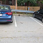 Dead Animals at 6 Station St