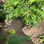 Rodent Issues at 50 Pleasant St