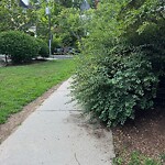 Sidewalk Obstruction at 15 Francis St