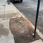Public Trees at 14 Marion St