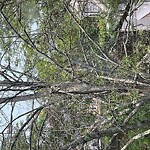 Public Trees at 57 University Rd