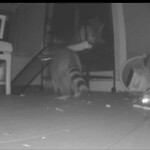 Rodent Issues at 5 Washburn Terrace