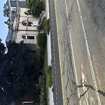 Public Trees at Brookline District Court, 360 Washington St, Brookline 02445