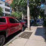 Public Trees at 91 Marion St