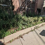 Dead Animals at N42.34 E71.12