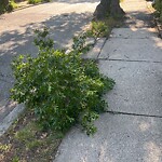 Public Trees at 9 Osborne Rd