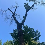 Public Trees at 5 Osborne Rd