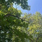 Public Trees at 42.31 N 71.14 W
