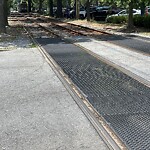 Dead Animals at 1013–1051 Beacon St
