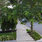 Public Trees at 70 Verndale St