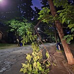 Public Trees at 90 Risley Rd