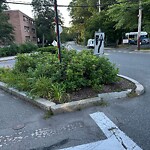 Public Trees at 260–298 High St