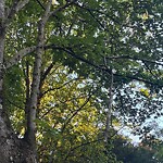 Public Trees at 18 Salisbury Rd