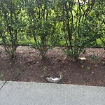 Dead Animals at 201 Freeman St