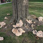 Public Trees at 55 Eliot St