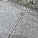 Dead Animals at 721 Washington St