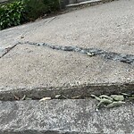Sidewalk Repair at 166 Fuller St Sidewalk Repair at 166 Fuller St