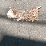 Dead Animals at 167 High St